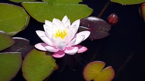 seerose.jpg
